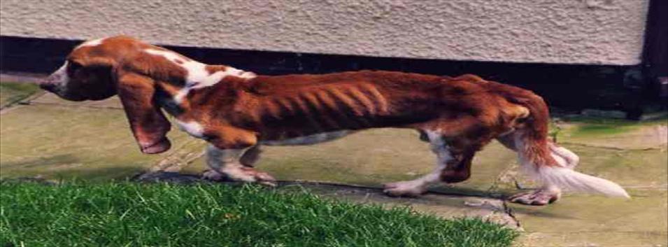 Η ιστορία του Spratt