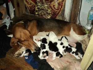 basset3