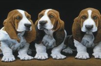 Πέντε βασικοί λόγοι για την υιοθεσία ή όχι του basset hound