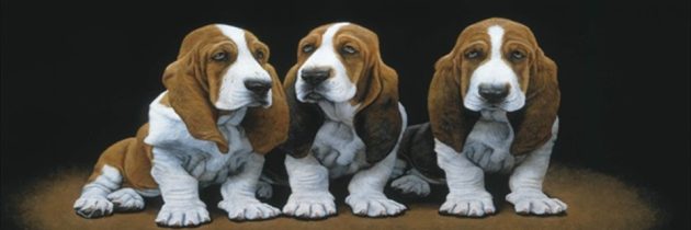 Πέντε βασικοί λόγοι για την υιοθεσία ή όχι του basset hound