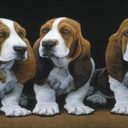 Πέντε βασικοί λόγοι για την υιοθεσία ή όχι του basset hound