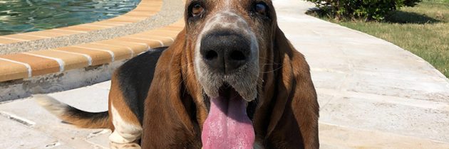 Η ζωή μου με τον Charlie