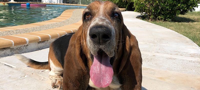 Η ζωή μου με τον Charlie