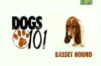 Αφιέρωμα στην ράτσα basset hound, με υπότιτλους