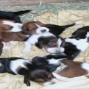 Basset Hound ( Μπάσετ χάουντ ) υπέροχα κουταβάκια!