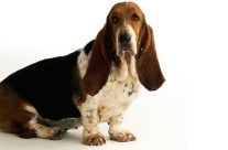 Τριχόπτωση