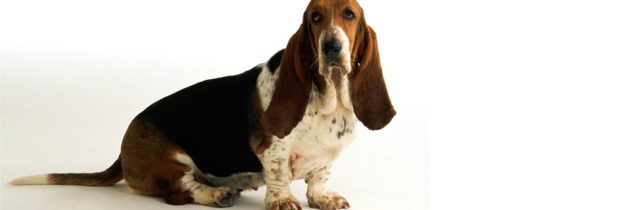 Τριχόπτωση