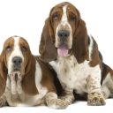 Να υιοθετήσω Basset ή όχι ;