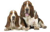 Να υιοθετήσω Basset ή όχι ;