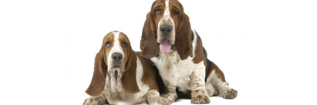 Να υιοθετήσω Basset ή όχι ;