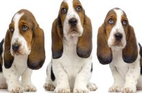 Είναι ένα basset hound κατάλληλο για μένα;