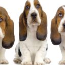 Είναι ένα basset hound κατάλληλο για μένα;