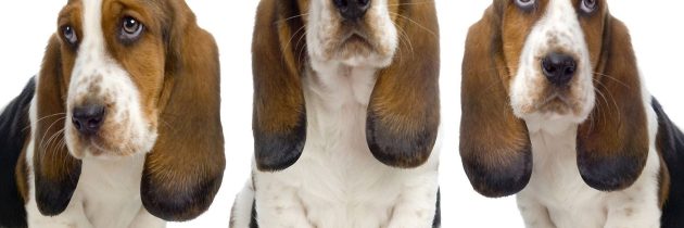 Είναι ένα basset hound κατάλληλο για μένα;