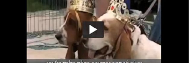 Αφιέρωμα στα basset hound , μέρος 2ο.