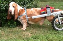 Η ιστορία του Camillo