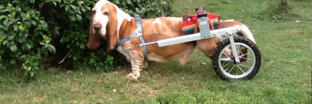 Η ιστορία του Camillo