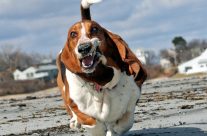 Παχυσαρκία…