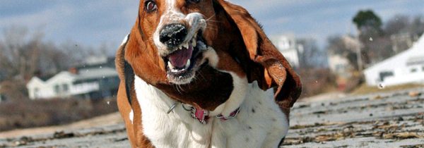 Παχυσαρκία…