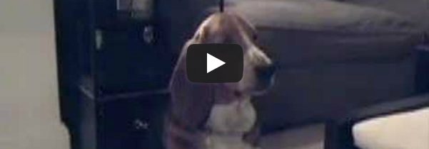 Ο Luciano Pavarotti basset hound