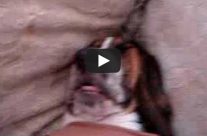 Το ροχαλητό ενός basset hound