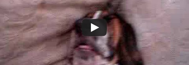 Το ροχαλητό ενός basset hound