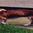 Η ιστορία του Spratt