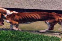 Η ιστορία του Spratt